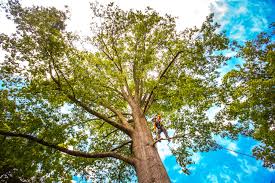 Byesville, OH Tree Services Company