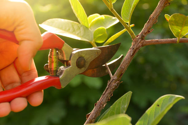 How Our Tree Care Process Works  in  Byesville, OH